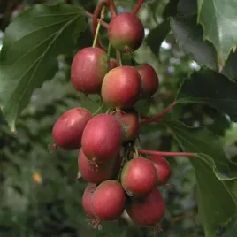 kiwi-aktinidia-ken-s-red-ostrolistna-p9-c1