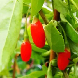 jagoda-goji-sweet-berry-p9-c1