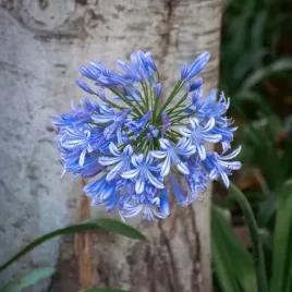 agapant-niebieski-agapanthus-africanus-sadzonki-poj-2l