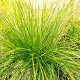kostrzewa-walberla-p9-c1-producent-inna