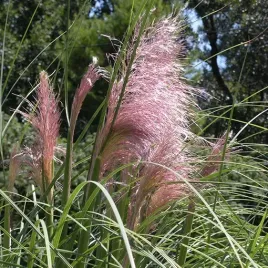 trawa-pampasowa-rosea-poj-2l