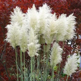 trawa-pampasowa-white-plume-poj-2l