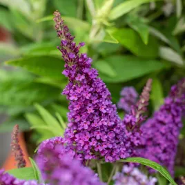 budleja-dawida-miniaturowa-butterfly-candy-little-purple-karlowa-sadzonki