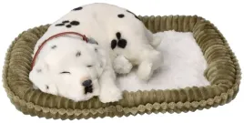 perfect-petzzz-zaadoptuj-oddychajacego-dalmatynczyka