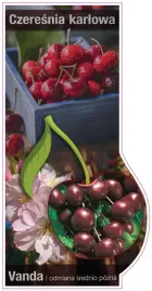 etykieta-szkolkarska-czeresnia-karlowa-vanda-jumbo