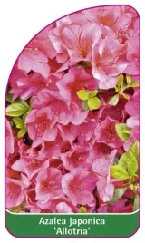 etykieta-szkolkarska-azalea-japonica-allotria-c