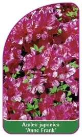 etykieta-szkolkarska-azalea-japonica-anne-frank-mini-a
