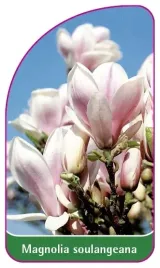 etykieta-szkolkarska-magnolia-soulangeana-mini