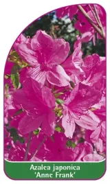etykieta-szkolkarska-azalea-japonica-anne-frank-mini-b