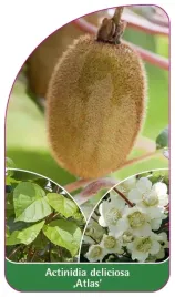 etykieta-szkolkarska-actinidia-deliciosa-atlas-b
