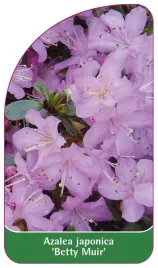 etykieta-szkolkarska-azalea-japonica-betty-muir-standard