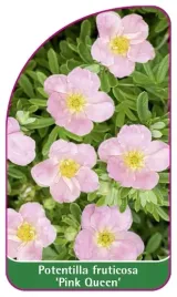 etykieta-szkolkarska-potentilla-fruticosa-pink-queen-mini