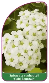 etykieta-szkolkarska-spiraea-x-vanhoutteii-gold-fountain-mini