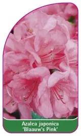 etykieta-szkolkarska-azalea-japonica-blaauw-s-pink-mini