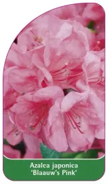 etykieta-szkolkarska-azalea-japonica-blaauw-s-pink-standard