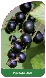 etykieta-szkolkarska-porzeczka-tisel