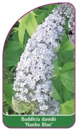 etykieta-szkolkarska-buddleia-davidii-nanho-blue-mini