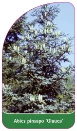 etykieta-szkolkarska-abies-pinsapo-glauca-b