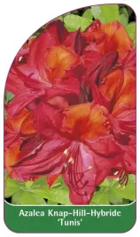 etykieta-szkolkarska-azalea-tunis-b