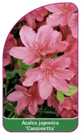 etykieta-szkolkarska-azalea-japonica-canzonetta-a