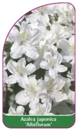 etykieta-szkolkarska-azalea-japonica-albiflorum-b