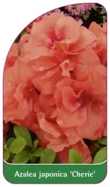etykieta-szkolkarska-azalea-japonica-cherie-a-standard