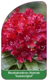 etykieta-szkolkarska-rhododendron-sammetglut-b