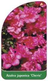 etykieta-szkolkarska-azalea-japonica-cherie-b-standard