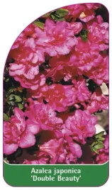etykieta-szkolkarska-azalea-japonica-double-beauty
