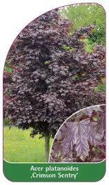 etykieta-szkolkarska-acer-platanoides-crimson-sentry-c
