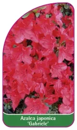 etykieta-szkolkarska-azalea-japonica-gabriele