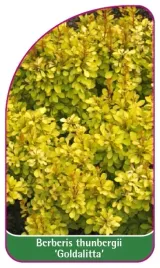 etykieta-szkolkarska-berberis-thunbergii-goldalitta-mini