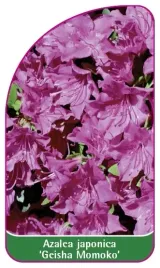 etykieta-szkolkarska-azalea-japonica-geisha-momoko