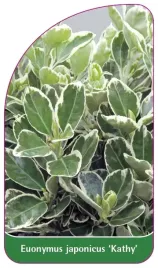 etykieta-szkolkarska-euonymus-japonicus-kathy