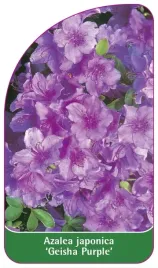 etykieta-szkolkarska-azalea-japonica-geisha-purple-standard