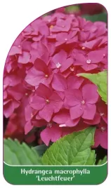 etykieta-szkolkarska-hydrangea-macrophylla-leuchtfeuer-b