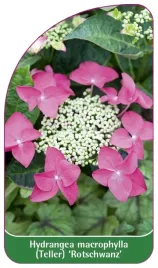 etykieta-szkolkarska-hydrangea-macrophylla-teller-rotschwanz-b