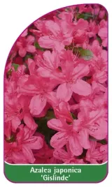 etykieta-szkolkarska-azalea-japonica-gislinde-mini-b