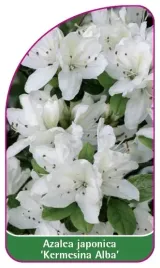 etykieta-szkolkarska-azalea-japonica-kermesina-alba