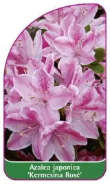 etykieta-szkolkarska-azalea-japonica-kermesina-rose