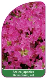 etykieta-szkolkarska-azalea-japonica-kermesina-rot