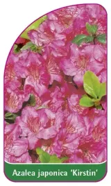 etykieta-szkolkarska-azalea-japonica-kirstin-mini