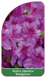 etykieta-szkolkarska-azalea-japonica-konigstein-a