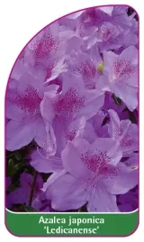 etykieta-szkolkarska-azalea-japonica-ledicanense-mini