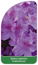 etykieta-szkolkarska-azalea-japonica-ledicanense-standard