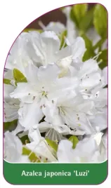 etykieta-szkolkarska-azalea-japonica-luzi-standard