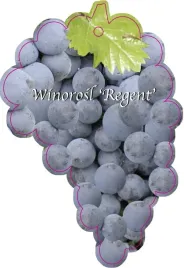 etykieta-szkolkarska-winorosl-regent
