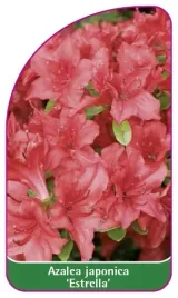 etykieta-szkolkarska-azalea-japonica-estrella-a