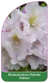 etykieta-szkolkarska-rhododendron-eskimo