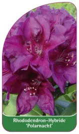 etykieta-szkolkarska-rhododendron-polarnacht-c